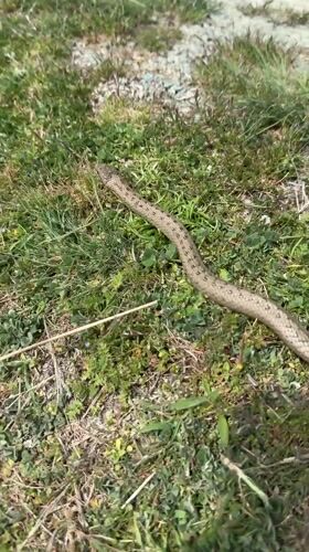 Snake spotted crossing terrain in Bulgarian village