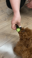 Cat and puppy play with toys in Sofia apartment