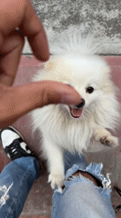 Small dogs spotted in multiple Mexico locations Sunday evening
