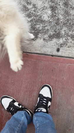 Small dogs spotted in multiple Mexico locations Sunday evening