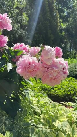 This is a close-up shot of a cluster of pink peonies in full bloom. The flowers are a delicate shade of pink with ruffled petals. They are set against a backdrop of lush green foliage and trees, with sunlight filtering through the leaves, creating a dappled effect. The lower portion of the frame features a variegated plant with green and white leaves. There are no people or animals visible in the video. The focus is entirely on the beauty of the flowers and the natural environment.