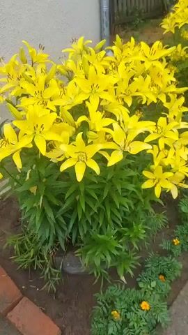 A low-angle, medium shot pans across a dense cluster of bright yellow lilies in full bloom. The lilies are tall and abundant, with many flowers facing the camera. Their petals are a vibrant yellow, some with darker speckles. The greenery of the lily plants is lush and dark green. In the foreground and along the bottom right of the frame, there are shorter plants with small, orange flowers, possibly marigolds. The background is slightly out of focus but suggests an outdoor setting with some fencing or a building visible in the upper right corner. The overall impression is a colorful and lively garden scene.