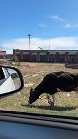 The video shows a black and white cow grazing on grass near an industrial area. The cow is seen from the perspective of someone inside a car, with the car's side mirror visible in the frame. In the background, there is a brick building with multiple garage-like doors and a tall communication tower. The landscape appears somewhat barren, with dry grass and scattered debris. The sky is blue with some clouds, suggesting a sunny day. The cow continues to graze, occasionally moving its head, as the car remains stationary.
