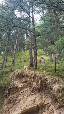 The video opens with a dog standing on a grassy cliff overlooking a forest. The camera then pans up to show monkeys in the branches of a tall pine tree. The dog stands at the base of the tree, seemingly watching the monkeys.