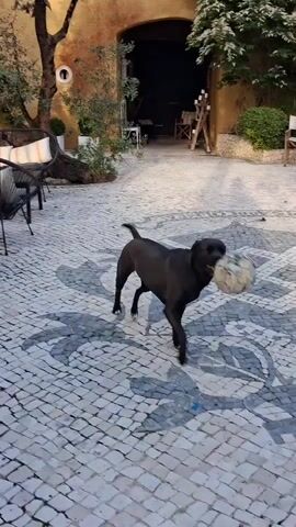 A dark brown dog trots across a cobblestone courtyard carrying a soccer ball in its mouth. The dog is of medium build with short fur and a long, slender tail. The courtyard is paved with small, light-colored cobblestones in a geometric pattern. Various tables and chairs are scattered around the courtyard, suggesting an outdoor seating area. Behind the dog, there's a glimpse of vegetation and a building with a window. The dog stops, drops the ball, and then appears to sniff and paw at it briefly before walking away. The sun appears to be shining brightly.
