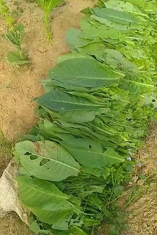 The video shows a tobacco field with harvested tobacco leaves laid out in rows. In the background, a woman wearing a headscarf and a blue shirt is standing in the field. There are several tobacco plants visible, some of which appear to have been recently harvested, as indicated by the remaining leaves and stalks. The ground is sandy and dry, with some vegetation growing around the plants. The lighting suggests it is daytime, possibly morning or afternoon.