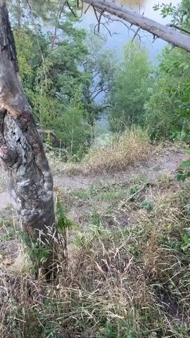 A camera pans from a close-up of a weathered tree trunk and surrounding dry grass to a wide shot of a tranquil lake surrounded by lush green trees. The lake reflects the sky, and a small, red-roofed building with a dock is visible on its shore. In the distance, a vast expanse of forest stretches to the horizon under a pale sky. The overall scene evokes a sense of natural beauty and serenity.