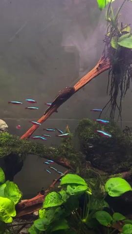 A school of small, brightly colored fish swims in an aquarium. The fish have a neon blue stripe running horizontally along their bodies, bordered by red. They are swimming amongst a variety of green plants and submerged wood that appears to be covered in moss. One larger, brown fish is visible clinging to a piece of wood in the upper left quadrant of the frame. The water is somewhat murky. The lighting highlights the vibrant colors of the fish and plants.