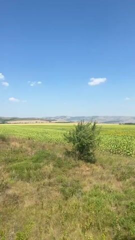 The video shows a view from a moving vehicle looking out at a landscape.  The foreground consists of dense green foliage, likely trees and bushes. In the midground, there is a vast field of sunflowers, identifiable by their yellow blooms. The background features rolling hills under a clear blue sky with a few scattered white clouds. The camera appears to be panning or moving forward, causing the scenery to shift.