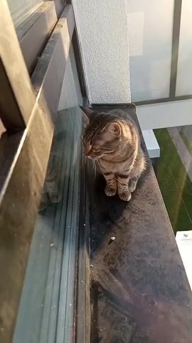 A tabby cat sits on a dark windowsill, looking down and to its left. The cat is facing away from the camera and then turns its head to look directly at the camera. Sunlight illuminates the cat and its surroundings.