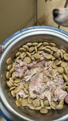 A close-up shot shows a silver pet bowl filled with dry kibble and wet food. A hand with a red-tipped fingernail is visible, pushing the food around. The bowl sits on a yellow mat. The camera then pans out to show a tan dog with large ears approaching the bowl and beginning to eat the food. The dog is wearing a red collar. The scene appears to be indoors, with a tiled floor and a beige wall.