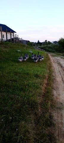 The video, filmed outdoors, shows a flock of geese gathered on a grassy slope. A dirt path runs along the top of the slope. In the background, a small building with a dark roof and white walls is visible, along with a wooden fence. The geese are mostly grey and white, and they appear to be grazing or resting. The sky is overcast.