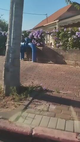 The video pans to the right, showing a street scene with houses, vegetation, and infrastructure. In the foreground, a brick sidewalk and curb are visible. Beyond the sidewalk, there's a paved area with a blue pipe and valve system. Further back, a gray electrical cabinet with graffiti is seen, followed by a house with a tiled roof and an air conditioning unit. A fence with vertical white slats separates the property from the sidewalk area, and a wall with visible stonework is present. A section of a house with a brown door and windows is also visible, surrounded by green plants and purple flowers. The sky is clear and blue.