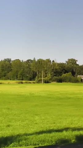 The video shows a daytime outdoor scene with a large, vibrant green field. The field is partially in sunlight and partially in shadow, suggesting a side-angle perspective or perhaps a tree casting a shadow. A tall, slender tree with dense green foliage stands to the right of the frame, its leaves appearing slightly blurred, indicating movement, likely due to wind. In the background, a line of trees forms a dark green border against a clear blue sky. A few structures, possibly houses or farm buildings, are visible nestled among the trees on the right side of the image. A dark path or road runs along the bottom edge of the frame, also partially in shadow. The overall impression is of a peaceful, natural landscape bathed in sunlight.