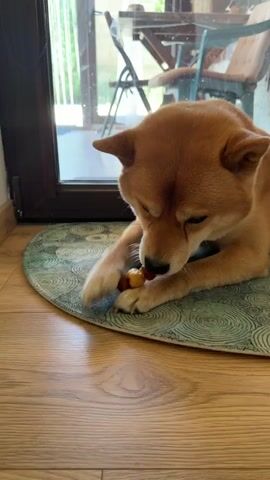 A tan Shiba Inu dog lies on a circular mat on a wooden floor, facing a glass door. The dog is holding a small skewer with several pieces of food in its paws and is eating from it. The skewer has small, round pieces of food that appear to be red, yellow, and brown. In the background, through the glass door, is an outdoor patio area with chairs and a table. The lighting suggests it is daytime.