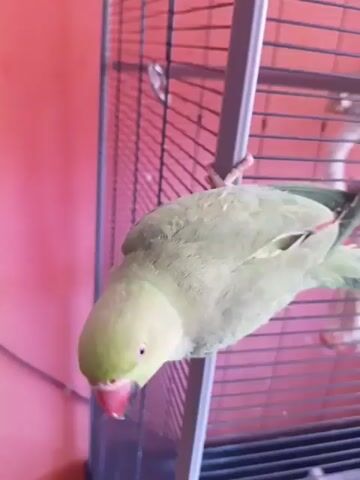 A green parrot with a red beak hangs upside down on the side of a birdcage. A hand enters the frame and offers the parrot a treat. The parrot takes the treat and begins to eat it. The background is a pink wall.