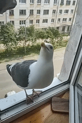 Seagull takes flight from Magadan windowsill