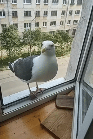 Seagull takes flight from Magadan windowsill