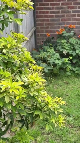 The video shows a medium shot of a fluffy gray cat curled up in the grass in front of a brick wall and some green leafy plants with orange and white flowers. The cat is facing to the right and appears to be asleep or resting. The grass is green and appears to be somewhat overgrown, with some small yellow flowers scattered throughout. The brick wall is a reddish-brown color and is in the background. The leafy plants are green and lush, and they are growing in front of the wall. The scene is outdoors and appears to be a garden or backyard. There is a wooden fence on the left side of the frame.