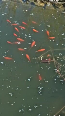 The video shows a pond full of orange fish, probably goldfish. The pond water is dark green, and there are small white specks floating on the surface. There is some kind of plant debris partially submerged in the lower right corner of the frame. The edge of the pond is visible in the top of the frame, lined with rocks. The fish are swimming around in a group.