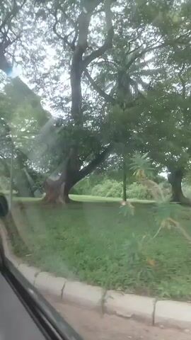 The media file captures a scenic view from inside a moving vehicle, looking out at a lush, green landscape dominated by large, mature trees. The foliage is dense and vibrant, suggesting a tropical or subtropical environment. The trees exhibit broad, spreading canopies and thick trunks, with one particularly large tree prominently featured in the foreground, its gnarled roots visible at the base. The ground is covered in well-maintained grass, indicating a park, garden, or perhaps a well-kept estate.

A paved road with a concrete curb is visible along the bottom left of the frame, confirming the perspective is from a vehicle in motion. The road curves gently away from the viewer. The sky is overcast with a bright, diffused light, hinting at a cloudy day, possibly after rain or before a storm. The overall atmosphere is tranquil and serene, conveying a sense of natural beauty and calm. There are no people or animals visible in the frame, and no text is present. The time of day appears to be daytime, judging by the illumination. The location context of Onibudo, Nigeria, suggests a likely setting within the natural or cultivated landscape of that region, characterized by such verdant and mature tree growth.