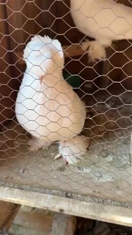 The video shows two white pigeons with feathered feet in a wire cage. The pigeon in the foreground faces the camera, sometimes sticking out its tongue and tilting its head. The second pigeon is perched behind and above the first, partially obscured. The floor of the cage is a grey, textured surface. The cage structure appears to be made of wood and wire.
