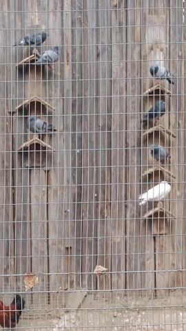 The video shows a group of pigeons perched on small, wooden platforms attached to a wooden wall behind a wire mesh fence. Most of the pigeons are gray, while one is white. At the bottom left of the frame, a red rooster can be partially seen. The setting appears to be a bird enclosure or coop.