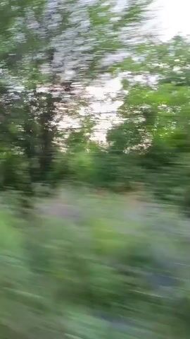 The video displays a blur of green foliage and trees passing by rapidly, suggesting movement through a natural landscape. The sky appears overcast. In the latter part of the video, a tall electrical transmission tower comes into view, silhouetted against the sky, with trees and tall grass in the foreground. The motion blur is consistent throughout, indicating a constant speed of travel.