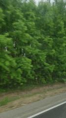 Nighttime vehicle journey through green foliage captured on video