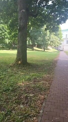 The video shows a brick walkway in a park-like setting. The walkway is paved with reddish-brown bricks arranged in a pattern. To the left of the walkway is a grassy area with fallen leaves and the base of a large tree with dark bark. Beyond the grassy area and tree, more trees and a white building with a green roof are visible in the background. To the right of the walkway, there is a continuation of the brick path and a line of trees with lush green foliage, casting shadows on the path. The overall environment appears to be a well-maintained outdoor space, possibly a garden or park adjacent to a building. The video is shot from a first-person perspective, as if the viewer is walking along the path.