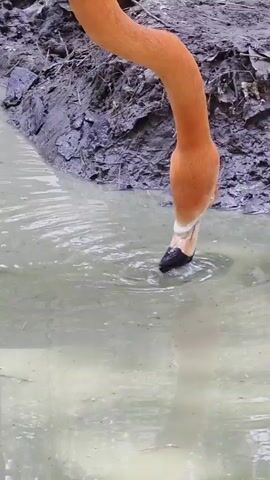 In the video, a flamingo stands in shallow, murky water next to a mud bank. One of its legs has a yellow tag with the number six on it. The flamingo dips its head into the water. After a moment, it retracts its head and then walks away. Loud, unidentifiable sounds are heard in the background.