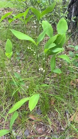 The video shows a close-up view of several lily of the valley plants growing in a natural environment. The plants have large, elongated green leaves and delicate white bell-shaped flowers that hang from slender stems. The surrounding area is covered in grass and leaf litter, suggesting a woodland or forest floor setting. The camera is positioned low, focusing on the plants and the ground beneath them. The lighting is natural, and the overall impression is one of a peaceful, natural scene. There are no people or animals visible in the video. The movement is slight, likely due to the wind gently rustling the leaves and flowers.