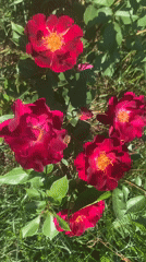 Garden roses in full bloom, multiple colors and visiting bees