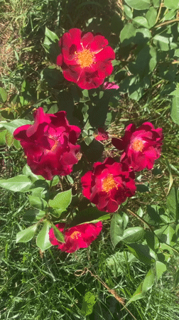 Garden roses in full bloom, multiple colors and visiting bees