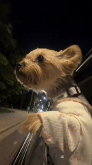 Dressed-up Yorkie looks out a car window at night in Warsaw