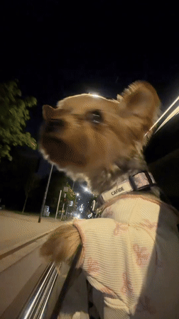 Dressed-up Yorkie looks out a car window at night in Warsaw