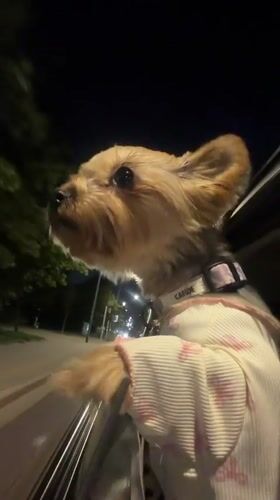 Dressed-up Yorkie looks out a car window at night in Warsaw