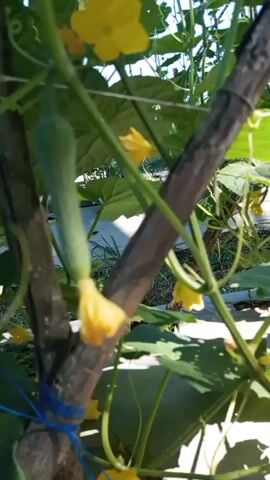 The camera is positioned at a low angle, looking upwards through a cucumber plant. A single, small cucumber hangs from the vine, still attached to a yellow flower. Wooden supports are visible, to which the cucumber plant is secured with blue twine. The leaves are large and green, with numerous yellow flowers scattered throughout the plant. The ground is covered in a white plastic or fabric material, possibly for weed control. The lighting is bright, suggesting a sunny day. The camera moves slightly, shifting the focus between the cucumber, flowers, and leaves.