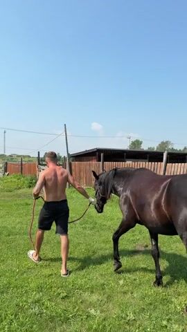 A shirtless man with short brown hair walks a dark brown horse across a grassy field on a sunny day. The man is wearing black shorts and flip-flops and is holding a red lead rope attached to the horse's bridle. The horse is walking to the right of the frame, with its head down. In the background, there is a wooden fence, a building with a brown roof, and some trees. The sky is blue with a few scattered clouds.