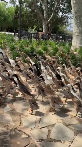 A large flock of ducks are walking in a line across a paved area. The ducks are of various colors, including white, brown, and black. They are walking from right to left in the video. The paved area is made of large, irregular stones. Behind the ducks, there is a grassy area with trees and some buildings. The sun is shining and the sky is clear. The video appears to be shot from a low angle, close to the ground.