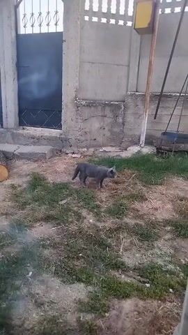 A gray cat is walking across a patch of grass in front of a concrete wall with a metal gate. There is a wooden log to the left of the gate.