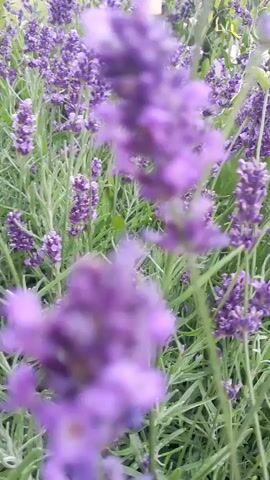 The video shows a close-up view of blooming lavender plants. There are bees actively pollinating the flowers. The camera is moving, providing a dynamic perspective of the garden. The focus shifts between different lavender stalks, highlighting the intricate details of the purple flowers and green foliage. The overall atmosphere is one of natural beauty and the activity of pollinators.