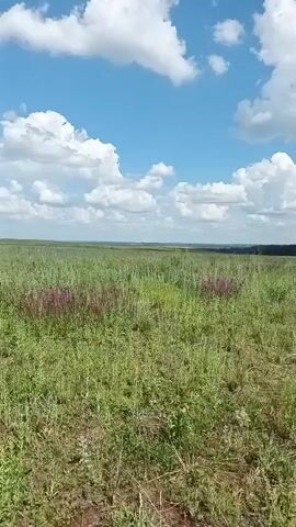 The video shows a dirt road in a grassy field under a blue sky with white clouds. The camera is moving forward along the road. The field is covered in tall green grass with some dry patches and scattered wildflowers. In the distance, there is a line of trees.