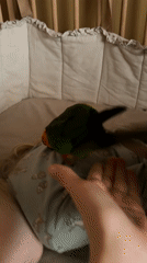 Sun Conure parrot plays with child in Khimki home