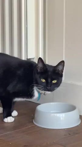A black and white cat with a blue collar and a bell stands next to an empty light gray pet food bowl on a wooden floor. The cat glances at the camera, sticks its tongue out briefly, then lowers its head and walks towards the camera. The background is a white paneled wall and door frame.