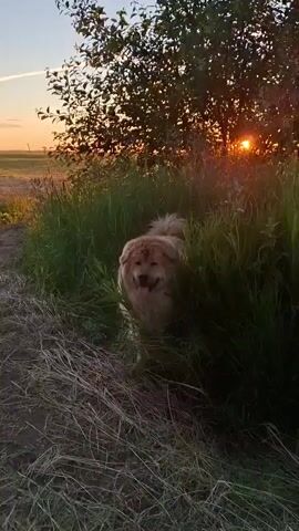 A fluffy light brown dog is standing in tall green grass near a path. The sun is setting behind a tree to the right, casting an orange glow. The dog is looking to the left and panting.