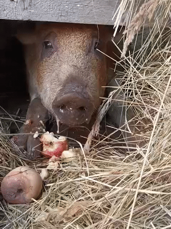 Piglet resting in a rustic hay enclosure in rural Russia