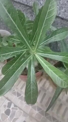 The video shows a close-up view of a potted plant with long, green leaves that have prominent white veins. The plant is in a brown plastic pot and is sitting on a tiled surface. The background is blurry, but it appears to be a wall or a building. The lighting is somewhat dim, and the focus shifts slightly throughout the video. There are other potted plants visible in the background, but they are out of focus. The video appears to be a short, static shot of the plant.