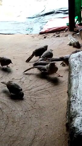 The video shows a group of birds on a concrete surface. The birds are small to medium in size and appear to be dark in color. They are scattered across the ground, some are pecking at the ground, while others are standing or moving. There is a large, light-colored object in the background, possibly a tarp or plastic sheeting. The ground appears to be somewhat uneven with cracks. There is a vertical wooden post or structure on the right side of the frame. The overall scene suggests an outdoor environment, possibly a yard or a sheltered area.