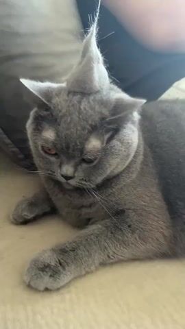 A close-up, eye-level video shows a gray cat with bright orange eyes. The cat has a tuft of fur sticking straight up from the top of its head, resembling a mohawk hairstyle. The cat is lying down on a light-colored surface, possibly a couch, with its front paws extended forward. The background is softly blurred, with a hint of a person in dark clothing sitting behind the cat. The lighting appears to be natural and warm, creating a slightly dim atmosphere. The cat's expression is neutral, with its gaze directed downwards.